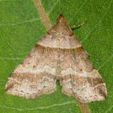 8338 - Dark-banded Owlet Moth - Phalaenophana pyramusalis