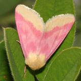 11164 -- Primrose Moth -- Schinia florida