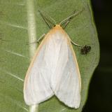 8230 -- Delicate Cycnia Moth -- Cycnia tenera