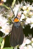 8267 -- Yellow-collared Scape Moth -- Cisseps fulvicollis