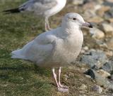 Glaucous Gull