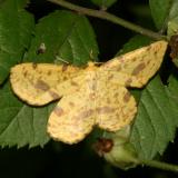  6740-44 -- Crocus Geometer Species Group -- Xanthotype sp.