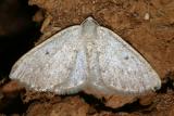  6668 -- Gray Spring Moth -- Lomographa glomeraria