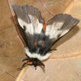 7732 - New England Buck Moth - Hemileuca lucina