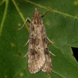 5156 -- Lucerne Moth -- Nomophila nearctica