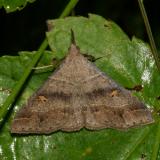 8384.1 - Yellow-spotted Renia - Renia flavipunctalis