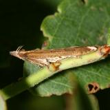 2281 - Palmerworm Moth - Dichomeris ligulella
