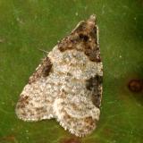 3584 Anopina ednana
