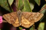 6436 -- Cranberry Spanworm Moth -- Ematurga amitaria