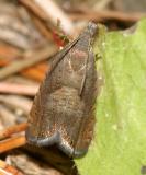 3408 - Tanacetum Root Moth - Dichrorampha vancouverana