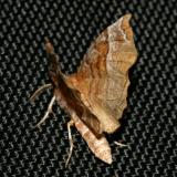 6818 -- Kents Geometer Moth -- Selenia kentaria