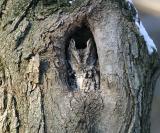 Eastern Screech Owl - Otis asio
