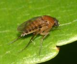 Scuttle fly