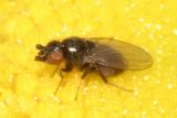 Freeloader Flies - Milichiidae