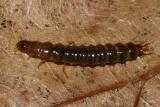 Ground Beetle larva