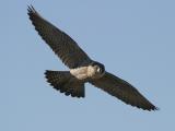 Peregrine Falcon - Falco peregrinus