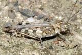 Longhorn Band-Winged Grasshopper (Psinidia fenestralis