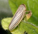 leafhoppers genus Athysanus