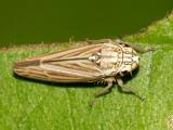 Leafhoppers genus Neokolla