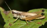 Marsh Meadow Grasshopper - Chorthippus curtipennis