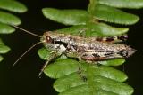 Female Wingless Mountain Grasshopper - Booneacris glacialis (4th or 5th instar nymph)