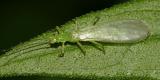Green Stoneflies - Chloroperlidae