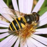 Transverse Flower Fly - Eristalis transversa (female)