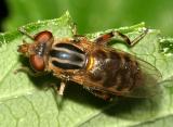 Eurimyia stipata