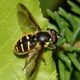 Sericomyia chrysotoxoides