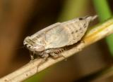 Leafhoppers genus Doratura