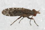 Dictya sp.