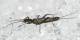 Allocapnia pygmaea (male)