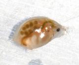 Water Flea - Daphnia sp.