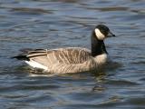 Cackling Goose - Branta hutchsinsi
