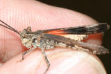 Longhorn Band-Winged Grasshopper - Psinidia fenestralis