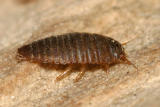 Marsh Beetle larva