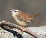 Carolina Wren - Thryothorus ludovicianus