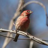 male House Finch