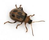 Bean Leaf Beetle - Cerotoma trifurcata