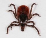 female Deer Tick - Ixodes scapularis