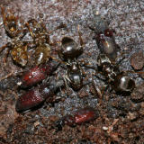 Dryophthorus americanus (and ants)