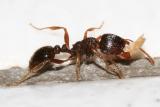 Immigrant Pavement Ant - Tetramorium immigrans