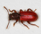 Zenodosus sanguineus