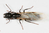 Camponotus nearcticus (winged female)