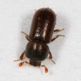 Trypodendron lineatum