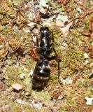 Camponotus pennsylvanicus