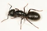Camponotus pennsylvanicus (queen)