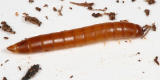 tenebrionid larva