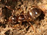 Lasius sp. (queen)