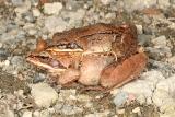Wood Frog - Lithobates sylvaticus